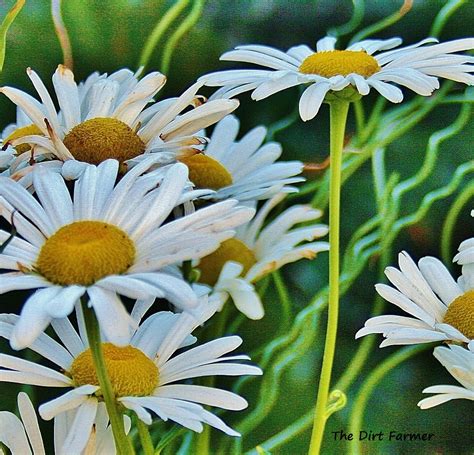 12 Types of Daisies to Grow in Your Garden